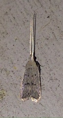 Lecithocera cyamitis