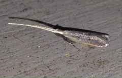 Lecithocera cyamitis