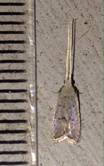 Lecithocera cyamitis