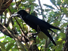 Corvus macrorhynchos culminatus