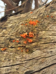 Fungi