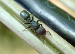 Cataulacus granulatus