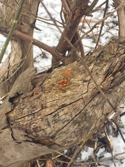 Fungi