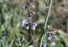 Delphinium × occidentale