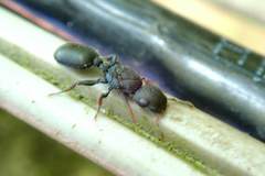 Cataulacus granulatus