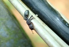 Cataulacus granulatus