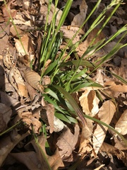 Luzula acuminata carolinae