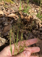 Luzula acuminata carolinae