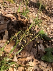 Luzula acuminata carolinae