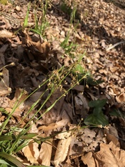 Luzula acuminata carolinae