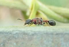 Dilobocondyla fouqueti
