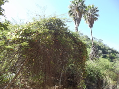 Vitis peninsularis