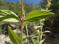 Tessiera lithospermoides