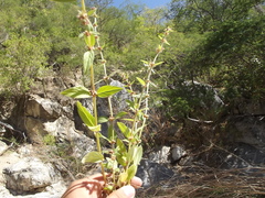Tessiera lithospermoides