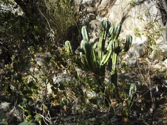 Myrtillocactus cochal