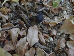 Philolithus aegrotus