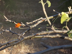 Adenophyllum speciosum