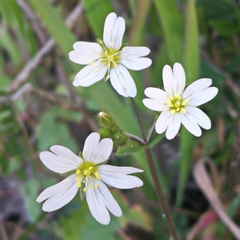 Cerastium ligusticum
