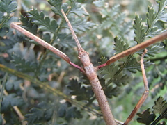Argosarchus horridus