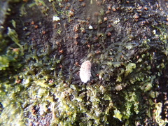 Coelostomidia zealandica