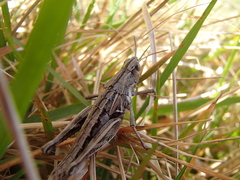 Sigaus campestris