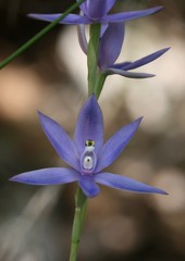 Thelymitra paludosa
