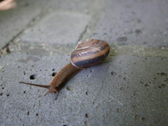 Nesiohelix samarangae
