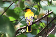 Oriolus chinensis maculatus