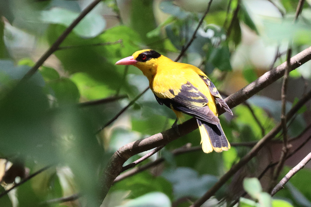 Black-Naped Oriole