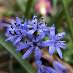 Scilla bifolia