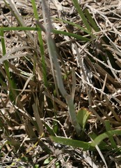 Thelymitra paludosa