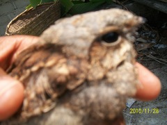 Caprimulgidae