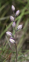 Thelymitra paludosa