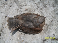 Caprimulgidae