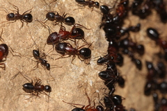 Camponotus sylvaticus