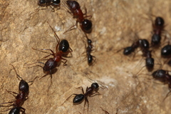 Camponotus sylvaticus