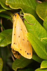 Setina aurita