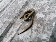 Chalcides chalcides