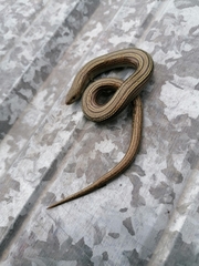 Chalcides chalcides