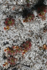 Drosera micrantha