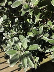 Brachyglottis × jubar