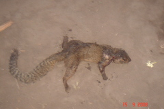 Heliosciurus gambianus