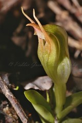 Pterostylis humilis