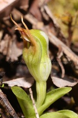 Pterostylis humilis