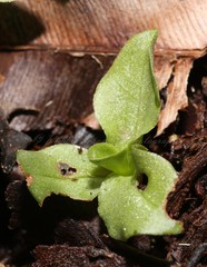 Pterostylis humilis