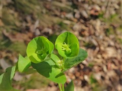 Euphorbia commutata