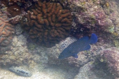 Cephalopholis formosa