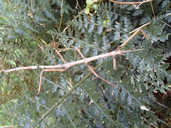 Argosarchus horridus