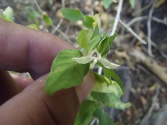 Tetramerium fruticosum