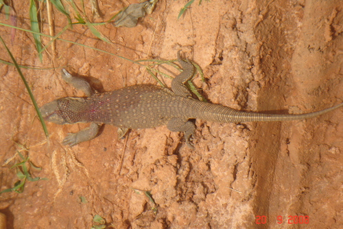 Savannah Monitor